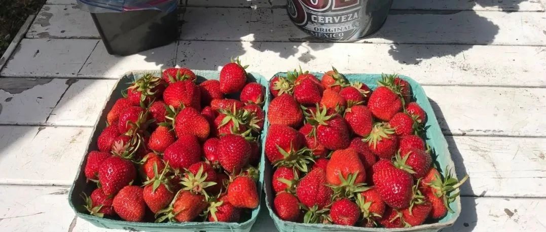 哇！维多利亚附近居然有这么多好玩儿的农场，有人想去摘草莓吗？