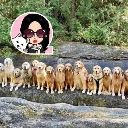 码住！本周末有这些活动可以参加！太可爱了～来看看23只金毛的合照！