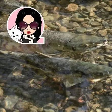 前方预警!第二条大气河流登录温岛!金溪公园三文鱼洄流啦!