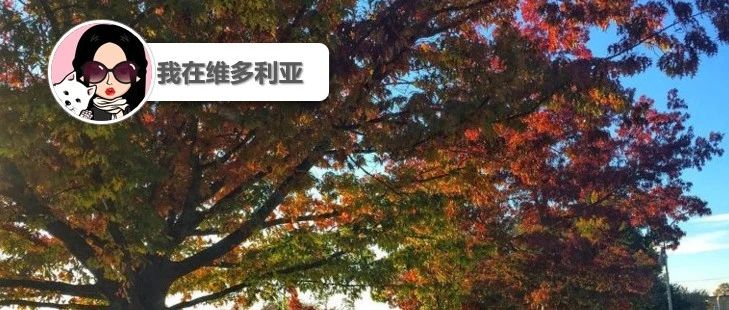 新闻｜Costco购物新挑战！Langford交通拥堵因新学校建设加剧！维多利亚被评为秋季旅游首选地~