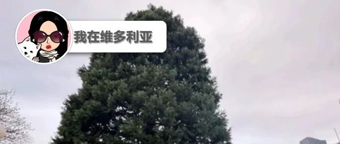 新闻｜什么？维多利亚Centennial Square标志性巨杉将被移除？你怎么看？Nanaimo将举办裸体蹦极活动！